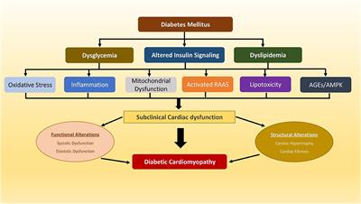 Left Ventricular Hypertrophy in Diabetic Cardiomyopathy: A Target for Intervention